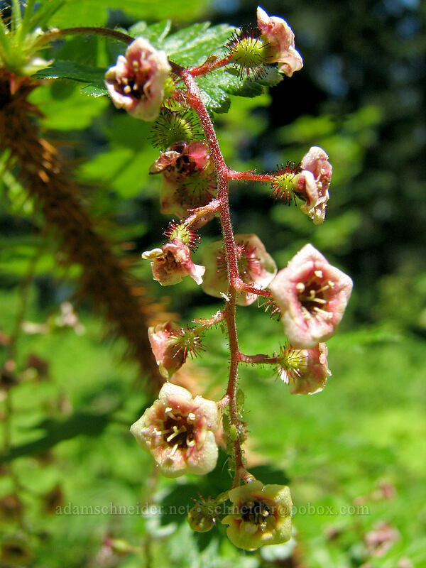 prickly currant (Ribes lacustre) [Larch Mountain, Multnomah County, Oregon]
