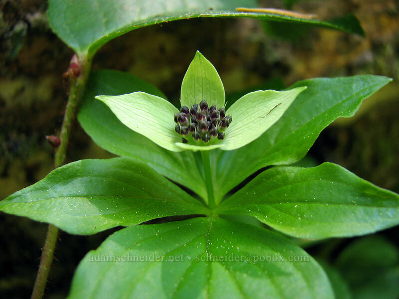 bunchberry (Cornus unalaschkensis (Cornus canadensis)) [Larch Mountain, Multnomah County, Oregon]