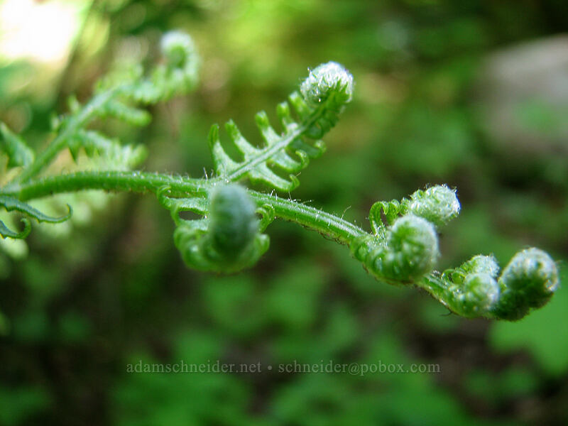 bracken fern (Pteridium aquilinum) [Larch Mountain, Multnomah County, Oregon]
