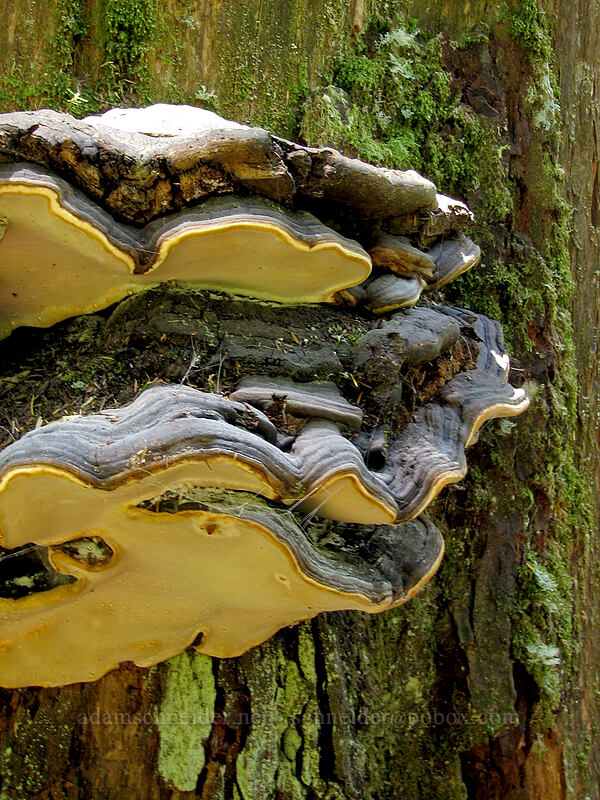 fungus on a tree [Larch Mountain, Multnomah County, Oregon]