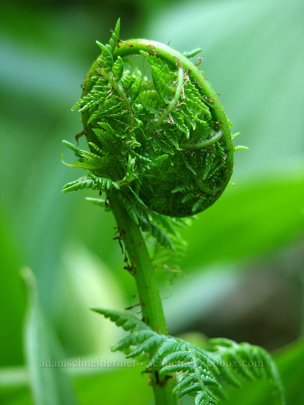 lady fern, unfurling (Athyrium filix-femina) [Larch Mountain, Multnomah County, Oregon]
