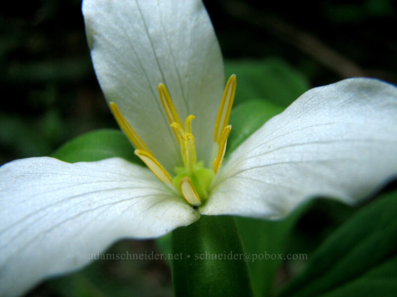 trillium (Trillium ovatum) [Larch Mountain, Multnomah County, Oregon]