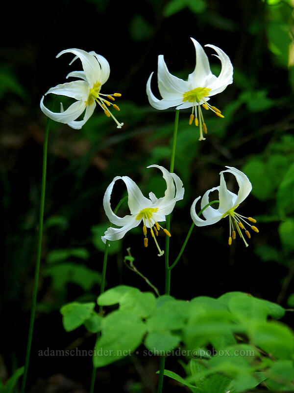 avalanche lilies (Erythronium montanum) [Larch Mountain, Multnomah County, Oregon]