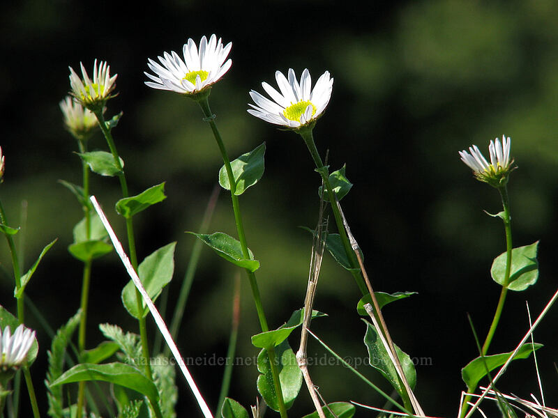 Howell's daisies (Erigeron howellii (Erigeron salsuginosus var. howellii)) [Sherrard Point, Multnomah County, Oregon]