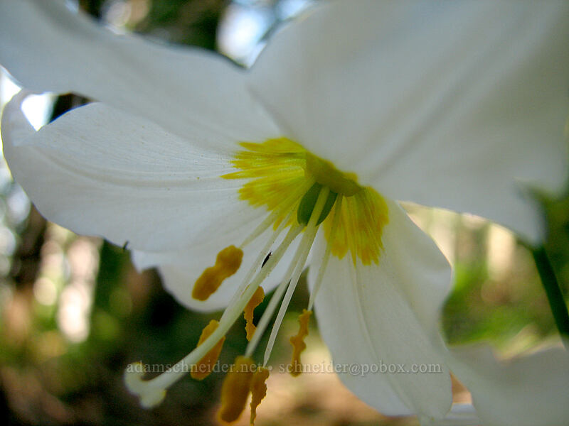 avalanche lily (Erythronium montanum) [Larch Mountain, Multnomah County, Oregon]