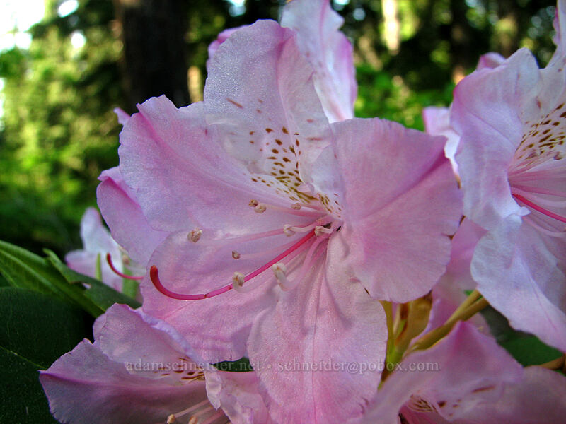 rhododendron (Rhododendron macrophyllum) [Larch Mountain, Multnomah County, Oregon]