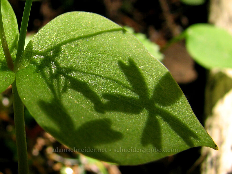 candyflower leaf (Claytonia sibirica (Montia sibirica)) [Neahkanie Mountain, Oswald West State Park, Tillamook County, Oregon]