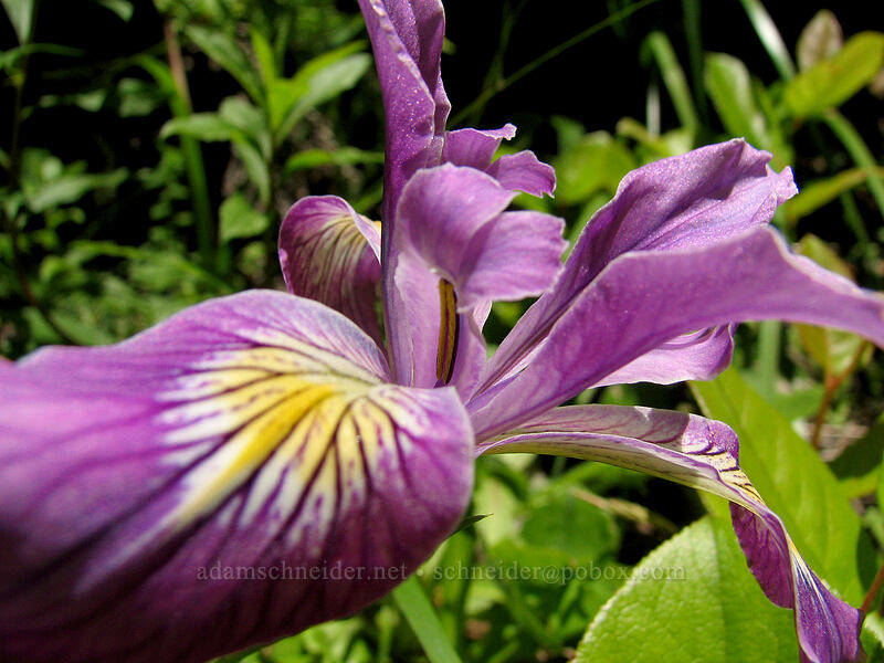 Oregon iris (Iris tenax) [Neahkanie Mountain, Oswald West State Park, Tillamook County, Oregon]