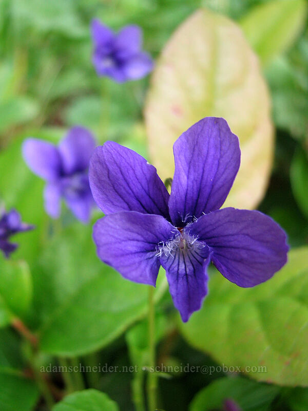 hooked violet (Viola adunca) [Neahkanie Mountain, Oswald West State Park, Tillamook County, Oregon]