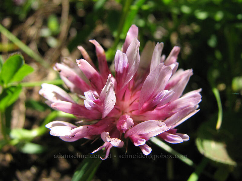 cow's clover (Trifolium wormskioldii) [Neahkanie Mountain, Oswald West State Park, Tillamook County, Oregon]