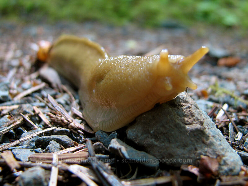 banana slug (Ariolimax columbianus) [Neahkanie Mountain, Oswald West State Park, Tillamook County, Oregon]