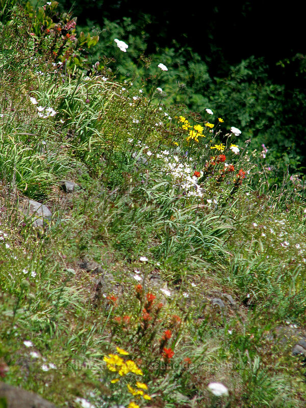 wildflowers [Neahkanie Mountain, Oswald West State Park, Tillamook County, Oregon]