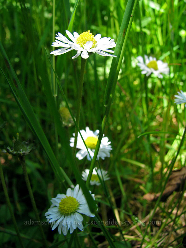 English daisies (Bellis perennis) [Neahkanie Mountain, Oswald West State Park, Tillamook County, Oregon]