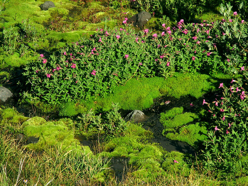 Lewis' monkeyflower in a stream (Erythranthe lewisii (Mimulus lewisii)) [Timberline Trail, Mt. Hood Wilderness, Hood River County, Oregon]