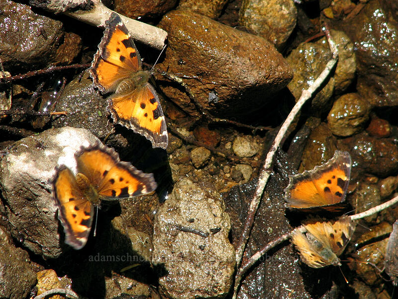 California tortoiseshell butterflies in a stream (Nymphalis californica) [Top Spur Trail, Mt. Hood National Forest, Clackamas County, Oregon]