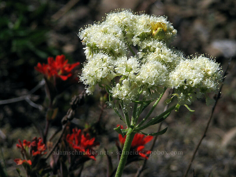 heartleaf buckwheat & paintbrush (Eriogonum compositum, Castilleja sp.) [Bald Mountain, Mt. Hood Wilderness, Clackamas County, Oregon]