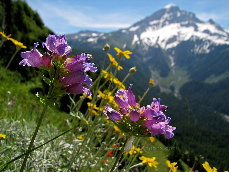 penstemon & Oregon sunshine (Penstemon serrulatus, Eriophyllum lanatum) [Bald Mountain, Mt. Hood Wilderness, Clackamas County, Oregon]