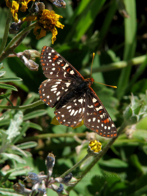 variable checkerspot butterfly (Euphydryas chalcedona) [Bald Mountain, Mt. Hood Wilderness, Clackamas County, Oregon]