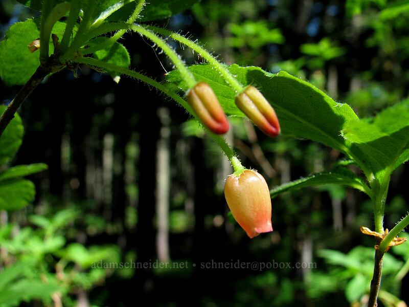 fool's huckleberry flowers (Menziesia ferruginea (Rhododendron menziesii)) [Bald Mountain Ridge, Mt. Hood National Forest, Hood River County, Oregon]