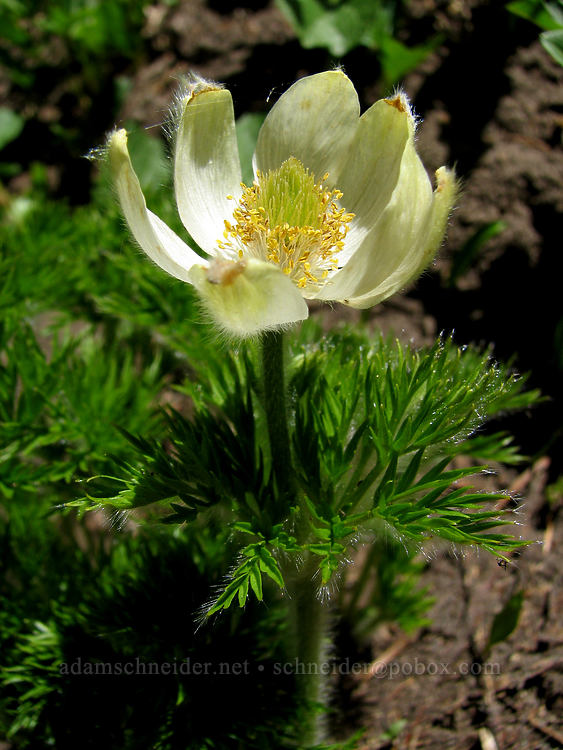 western pasqueflower (Anemone occidentalis (Pulsatilla occidentalis)) [Bald Mountain Ridge, Mt. Hood Wilderness, Hood River County, Oregon]