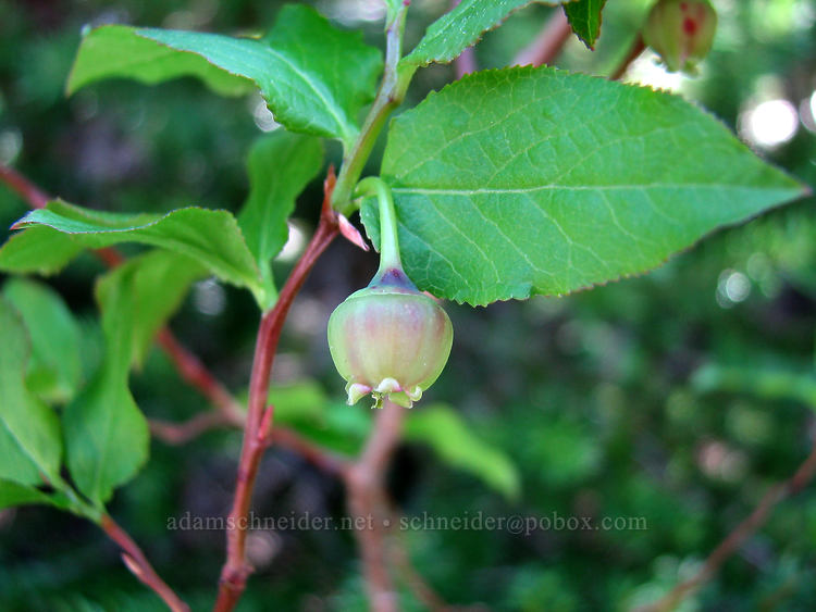 huckleberry flower (Vaccinium sp.) [Timberline Trail, Mt. Hood Wilderness, Hood River County, Oregon]