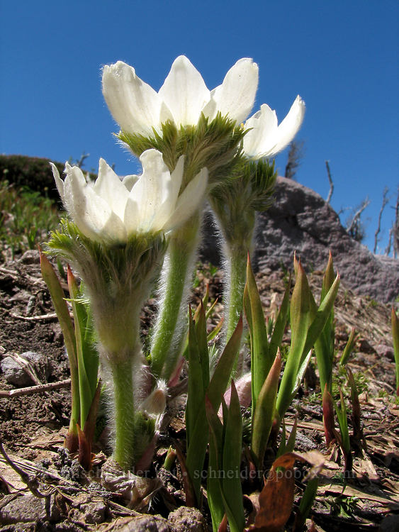 western pasqueflowers (Anemone occidentalis (Pulsatilla occidentalis)) [above Cairn Basin, Mt. Hood Wilderness, Hood River County, Oregon]