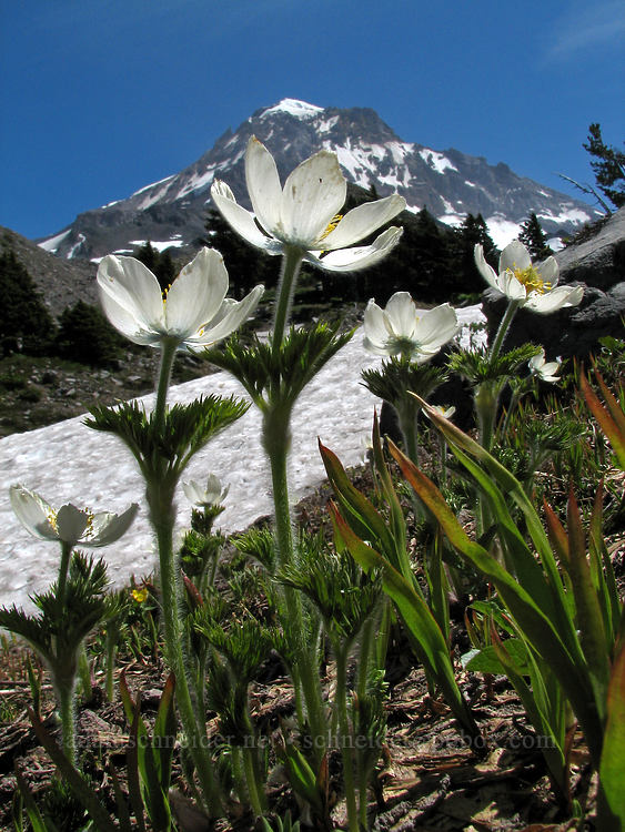 western pasqueflowers (Anemone occidentalis (Pulsatilla occidentalis)) [above Cairn Basin, Mt. Hood Wilderness, Hood River County, Oregon]