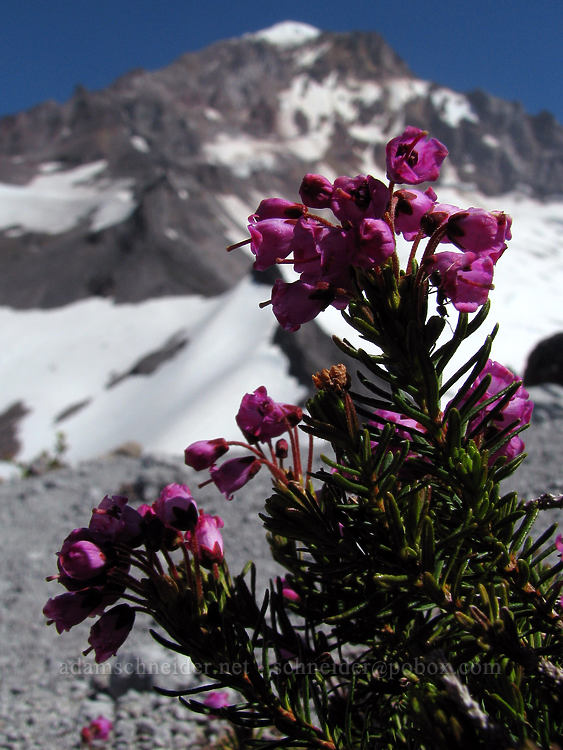 pink mountain heather (Phyllodoce empetriformis) [above McNeil Point, Mt. Hood Wilderness, Clackamas County, Oregon]