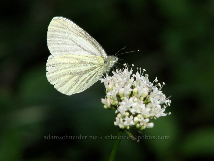 margined white butterfly on Sitka valerian (Pieris marginalis, Valeriana sitchensis) [Bald Mountain Ridge, Mt. Hood Wilderness, Hood River County, Oregon]