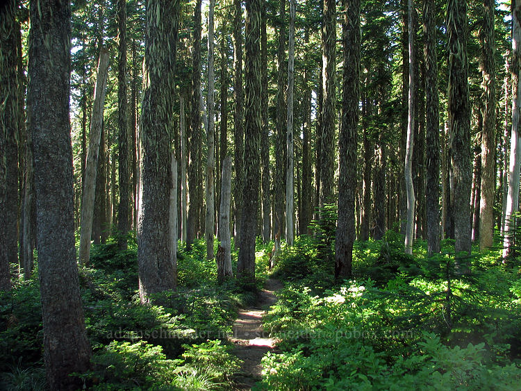 lichen-covered trees [Bald Mountain Ridge, Mt. Hood Wilderness, Hood River County, Oregon]