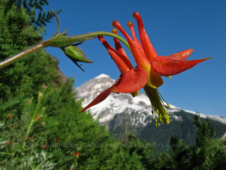 scarlet columbine (Aquilegia formosa) [Bald Mountain, Mt. Hood Wilderness, Clackamas County, Oregon]