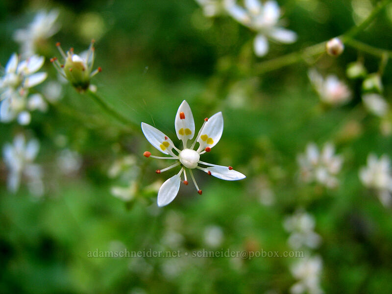 rusty saxifrage (Micranthes ferruginea (Saxifraga ferruginea)) [Pinnacle Ridge Trail, Mt. Hood Wilderness, Hood River County, Oregon]