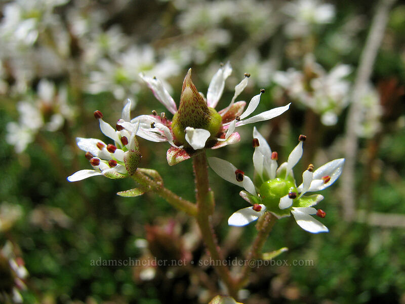 Tolmie's saxifrage (Micranthes tolmiei (Saxifraga tolmiei)) [Timberline Trail, Mt. Hood Wilderness, Oregon]