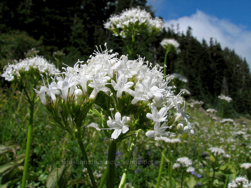 Sitka valerian (Valeriana sitchensis) [Elk Cove, Mt. Hood Wilderness, Hood River County, Oregon]