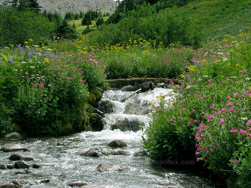 wildflowers by a stream (Erythranthe lewisii (Mimulus lewisii), Lupinus latifolius, Senecio triangularis, Erigeron glacialis var. glacialis) [Elk Cove, Mt. Hood Wilderness, Hood River County, Oregon]