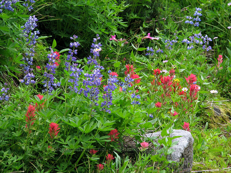 wildflowers (Lupinus latifolius, Castilleja parviflora var. oreopola, Erythranthe lewisii (Mimulus lewisii)) [Pinnacle Ridge Trail, Mt. Hood Wilderness, Hood River County, Oregon]