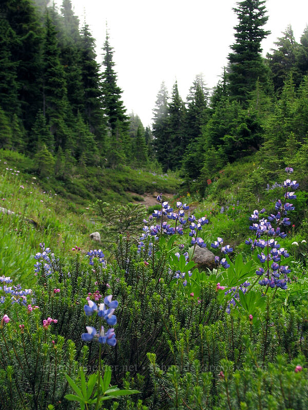 lupines & heather (Lupinus latifolius, Phyllodoce empetriformis) [Pinnacle Ridge Trail, Mt. Hood Wilderness, Hood River County, Oregon]