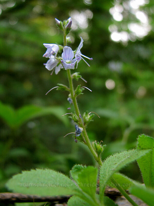 common speedwell (Veronica officinalis) [Whitewater Trail, Mt. Jefferson Wilderness, Marion County, Oregon]