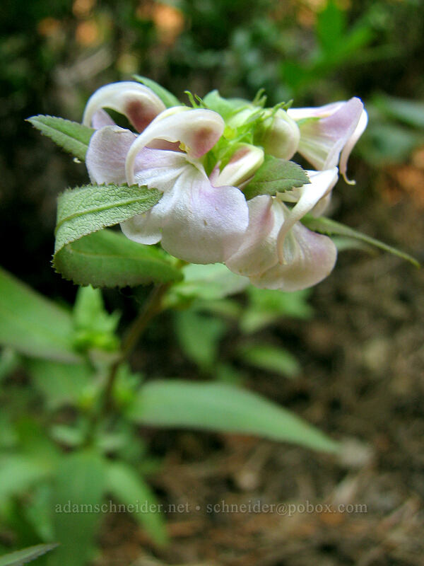 sickletop lousewort (Pedicularis racemosa) [Whitewater Trail, Mt. Jefferson Wilderness, Marion County, Oregon]