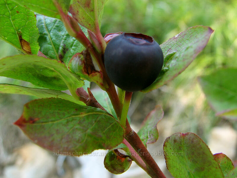 black huckleberry (black) (Vaccinium membranaceum) [Whitewater Trail, Mt. Jefferson Wilderness, Marion County, Oregon]