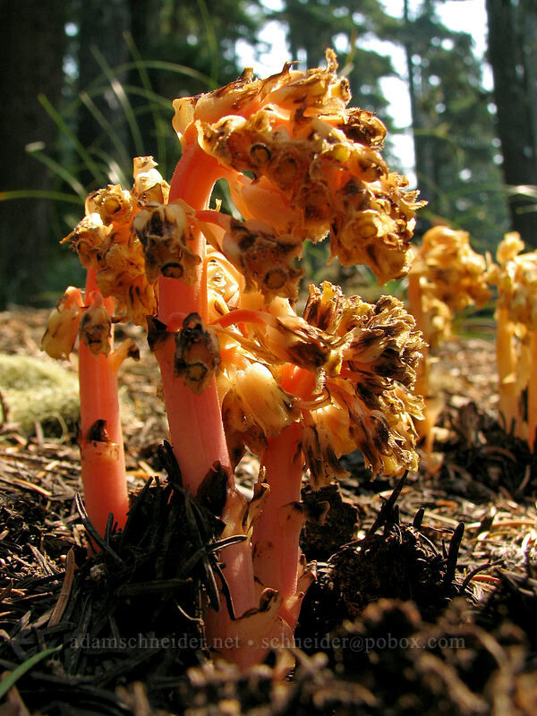 pinesap (Monotropa hypopitys) [Whitewater Trail, Mt. Jefferson Wilderness, Marion County, Oregon]