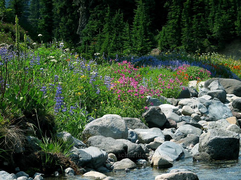 wildflowers along the Breitenbush River [Breitenbush River, Jefferson Park, Mt. Jefferson Wilderness, Marion County, Oregon]