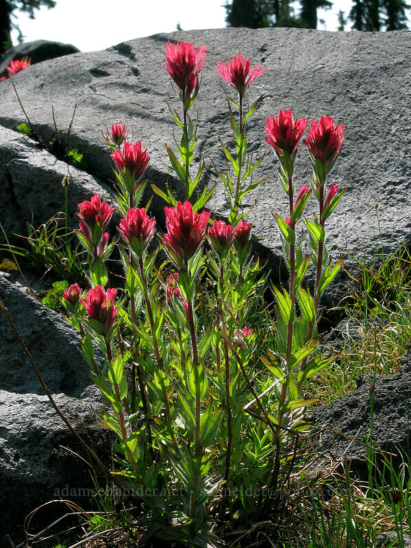 magenta paintbrush (Castilleja parviflora var. oreopola) [Jefferson Park, Mt. Jefferson Wilderness, Marion County, Oregon]