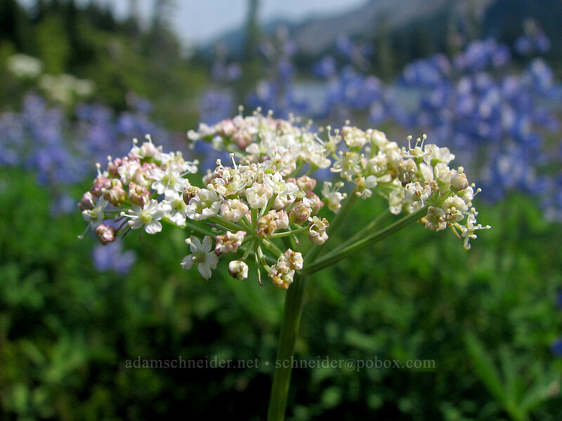 Gray's lovage (Ligusticum grayi) [Russell Lake, Jefferson Park, Mt. Jefferson Wilderness, Marion County, Oregon]