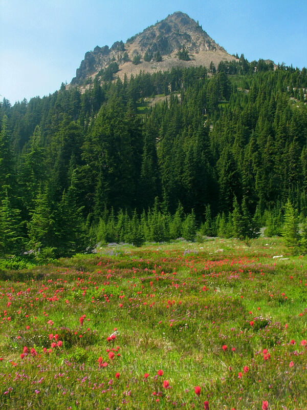 Park Butte & magenta paintbrush (Castilleja parviflora var. oreopola) [Russell Lake, Jefferson Park, Mt. Jefferson Wilderness, Marion County, Oregon]