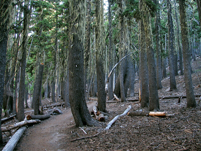 trail through the forest [South Sister Trail, Three Sisters Wilderness, Deschutes County, Oregon]