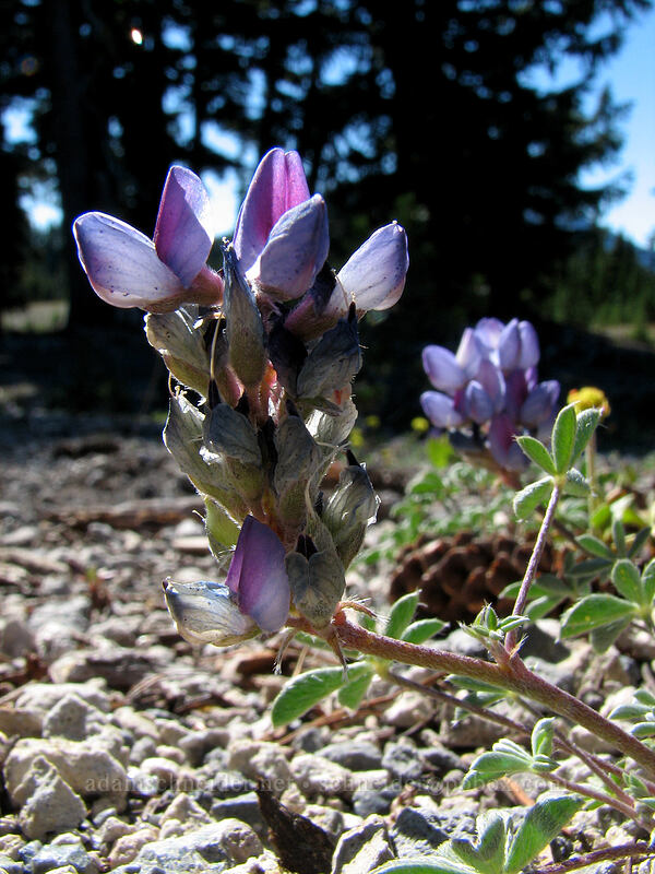 lupines (Lupinus sp.) [South Sister Trail, Three Sisters Wilderness, Deschutes County, Oregon]