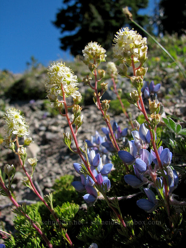 partridgefoot & dwarf lupines (Luetkea pectinata, Lupinus lepidus var. lobbii) [South Sister Trail, Three Sisters Wilderness, Deschutes County, Oregon]