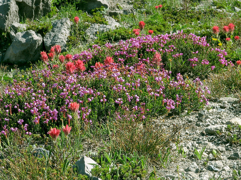 magenta paintbrush & pink mountain heather (Castilleja parviflora var. oreopola, Phyllodoce empetriformis) [South Sister Trail, Three Sisters Wilderness, Deschutes County, Oregon]