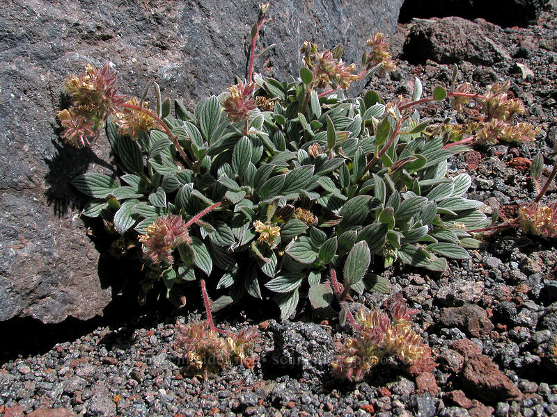 compact phacelia (Phacelia hastata var. compacta) [South Sister Trail, Three Sisters Wilderness, Deschutes County, Oregon]